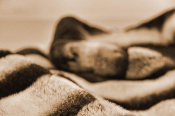 REAL FUR VS. FAUX FUR