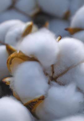 Cotton